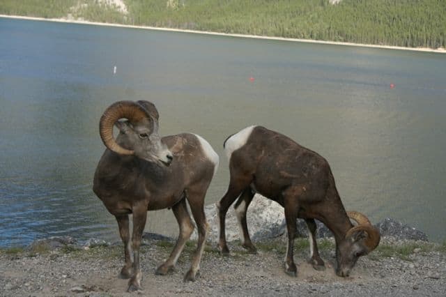 bighorn-sheep20090720_37 (1)